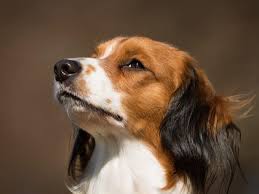 Het nederlandse kooikerhondje is een gevoelige, intelligente en levendige hond. Kooikerhondje Im Rasseportrait Zooroyal Magazin