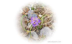 Image result for Moraea bella