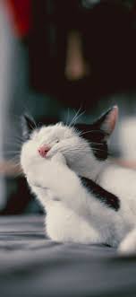 See more ideas about cute wallpapers, wallpaper, hello kitty wallpaper. 10 Cute Cat Wallpapers For Iphone Xr Iphone Xs Iphone Xs Max I Like Cats Very Much Funny Cat Wallpaper Cute Cat Wallpaper Cat Wallpaper