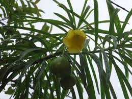 Image result for Cascabela thevetia