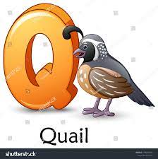 Der name maier wurde damals wie folgt . Letter Q Quail Bird Cartoon Alphabet Stock Vector Royalty Free 1020762640 Shutterstock