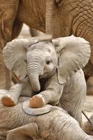 Cute Elephant Baby Plays 9 Pics With Other Cute Animals Cute Baby Animals Baby Animals Cute Animals