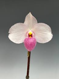 Image result for Dipcadi papillatum