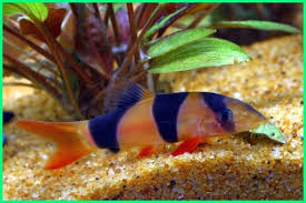 Jenis ikan yang satu ini merupakan salah satu ikan. 20 Jenis Ikan Hias Air Tawar Asli Indonesia Dan Asal Usulnya Dunia Fauna Hewan Binatang Tumbuhan Dunia Fauna Hewan Binatang Tumbuhan