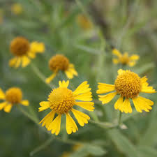 Image result for Helenium autumnale