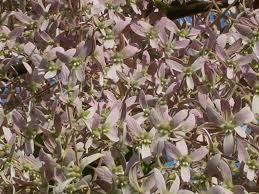 Image result for Congea