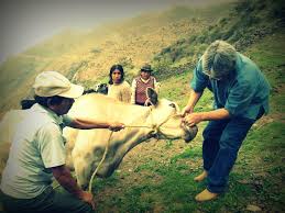Veterinaria El Cuadro