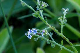 Image result for Oxygonum dregeanum