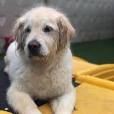 Let your pet indulge in luxury pet boarding, grooming, and dog day care at all american pet resorts royal oaks. All American Pet Resorts Royal Oak 134 Photos 50 Reviews Pet Sitting 4227 Delemere Blvd Royal Oak Mi Phone Number Services Yelp