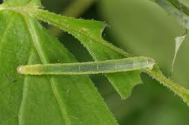 Image result for Eupithecia actaeata