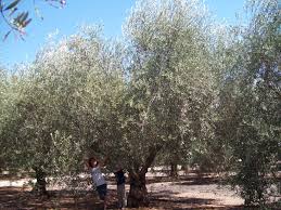 Big Specimen Olive Trees For Sale Olea Europaea Wholesale