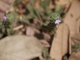 Image result for Nelsonia canescens