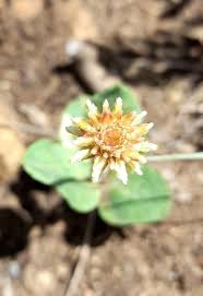 Image result for Gomphrena celosioides