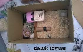 Cara membuat rumah rumahan untuk hamster. Cara Membuat Rumah Hamster Dari Kardus Bekas Content