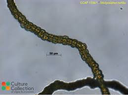 Image result for Styppeiochloa