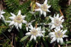 Plante şi animale pe cale de dispariţie din românia. Plante Pe Cale De Disparitie Betybalan