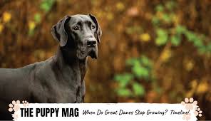 Why buy a great dane puppy for sale if you can adopt and save a life? When Do Great Danes Stop Growing Reach Full Size The Puppy Mag