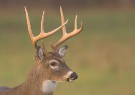 Game lands maintenance worker 1 new. Pa Cwd Plan Wins Support Of Deer Management Group Pittsburgh Post Gazette