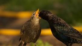 Eco Explorers/Eco Discoverers Backyard Bird Buddies