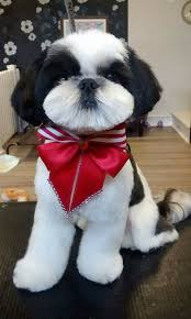 Black And White Papillon Shih Tzu Mix Shih Tzu Petsync Shih Tzu Puppy Shih Tzu Dog Dog Grooming Styles