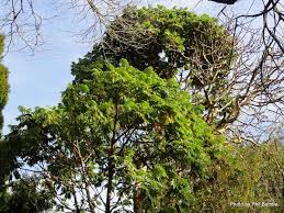 Image result for Hagenia