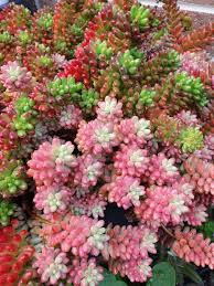 Maybe you would like to learn more about one of these? 15 Best Succulent Plant Types And How To Grow Them Indoors Or Out