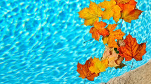 Standing water should be removed as often as is necessary. 3 Easy Ways To Keep Leaves Out Of Your Pool Kelly S Pool Care Renovation