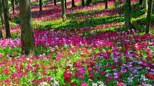 Perennial Flower Garden Ideas Learn More By Visiting The Image Link Beautiful Gardens Garden Pictures Beautiful Flowers Garden