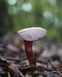 Image result for Ganoderma curtisii