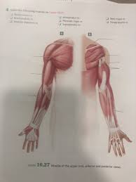 The illustration below shows some of the muscles of the upper extremity. Solved 4 Label The Following Muscles On Figure 10 27 Bice Chegg Com