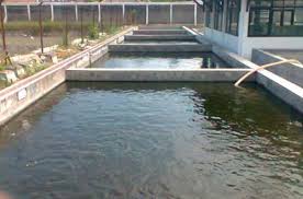Perlu diketahui, kolam tembok merupakan kolam beton. 4 Cara Paling Mudah Budidaya Gurame Di Kolam Beton Beserta Tipsnya