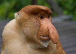 أجمل صور غرائب وعجائب حيوانات القرود عالم الصور Weird Animals Animals Weird Looking Animals