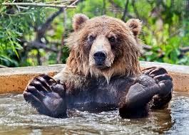 Signin order now history settings signin signin Skip The Line Kamloops Bc Wildlife Park Admission Ticket 2021