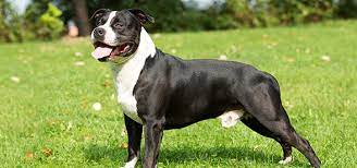 It is their fighting history that has unfairly earned them their vicious label. Dog Bajar American Staffordshire Terrier