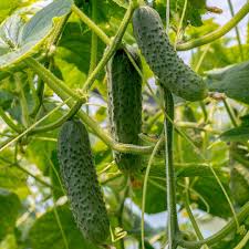 Image result for Cucumis cinereus