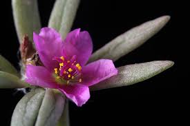 Image result for Portulaca foliosa
