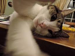 Google Cat Selfie Funny Cats Cats