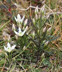 Image result for Swertia kilimandscharica