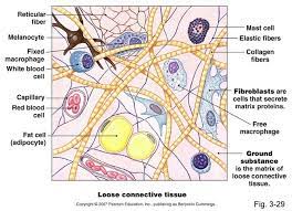 Fibers Mast Cell Activation Syndrome Mast Cell Loose Connective Tissue