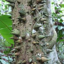 Image result for Cylicomorpha parviflora
