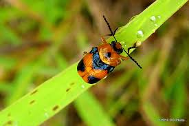 We live in phoenix, arizona. Orange Black Leaf Cylinder Beetles Aporocera Speciosa By Christiane Geissler Jungledragon