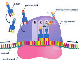 Sep 12, 2019 · mrna transcribes the genetic code from dna into a form that can be read and used to make proteins. Ez 101 Protein Translation E Zyvec