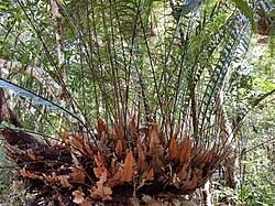 Image result for Drynaria volkensii