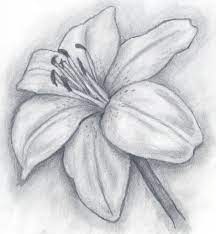 Lily Pencil Drawing Pictures Images Photos On Photobucket Pencil Drawing Pictures Art Drawings Simple Drawing Sketches