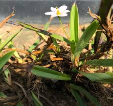 Image result for Xerophyta humilis