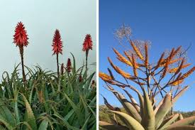 Journal of clinical epidemiology 1996;49(suppl 1):24. Agave Vs Aloe Vera Differences And Similarities Smart Garden Guide