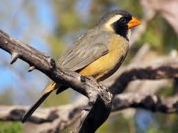 *free* shipping on qualifying offers. Golden Billed Saltator Saltator Aurantiirostris Birds Of The World