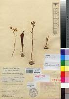 Image result for Cyanastrum johnstonii