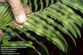 Image result for Blechnum punctulatum