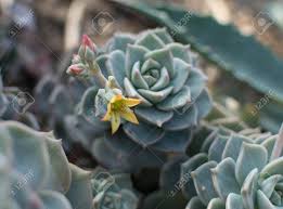 As long as they have a warm sunny spot they love the dry conditions. Macro Photo Of Green Blue Succulent Plant With Yellow Flowers Stock Photo Picture And Royalty Free Image Image 124787290